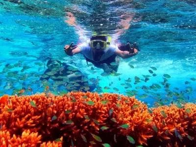Menjangan Dive