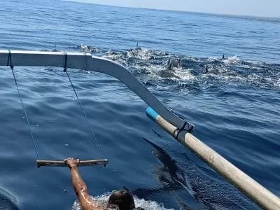 Swim With Dolphin